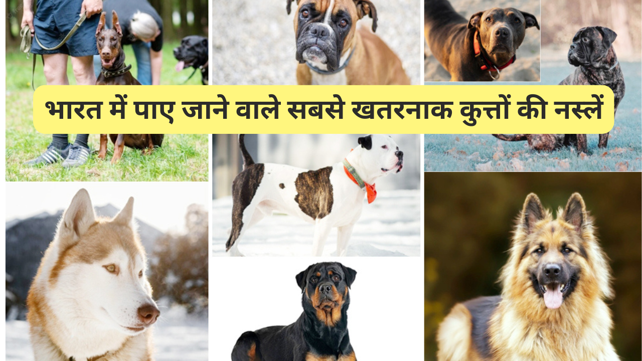 भारत में सबसे खतरनाक कुत्तों की नस्लें