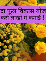 गेंदा फूल विकास योजना