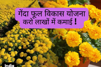 गेंदा फूल विकास योजना