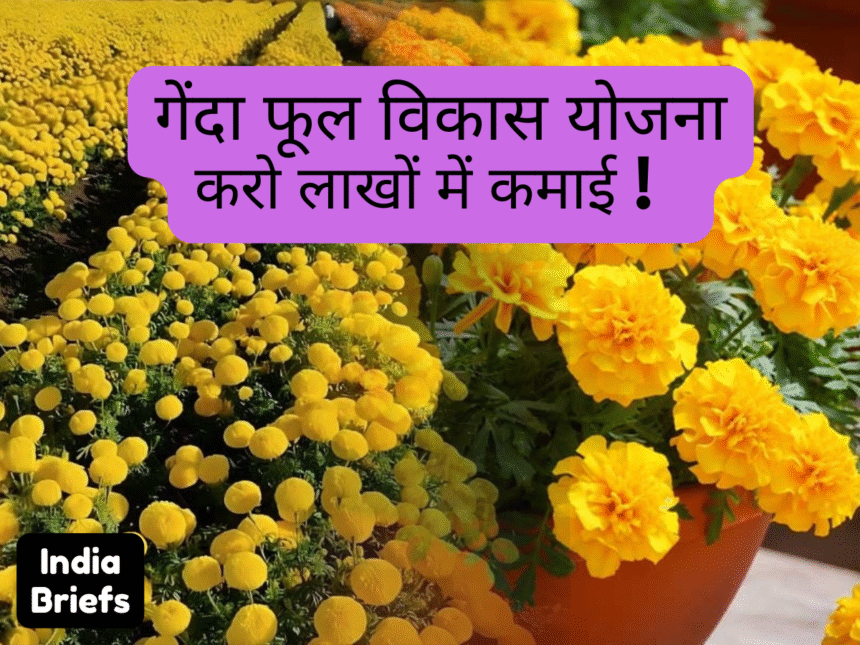 गेंदा फूल विकास योजना