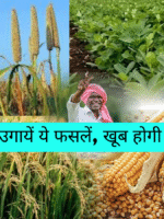 जून में व्यावसायिक फसलों की खेती फायदे का सौदा