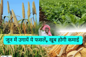 जून में व्यावसायिक फसलों की खेती फायदे का सौदा